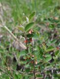 Cotoneaster integerrimus