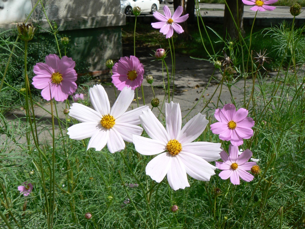 Image of Cosmos bipinnatus specimen.