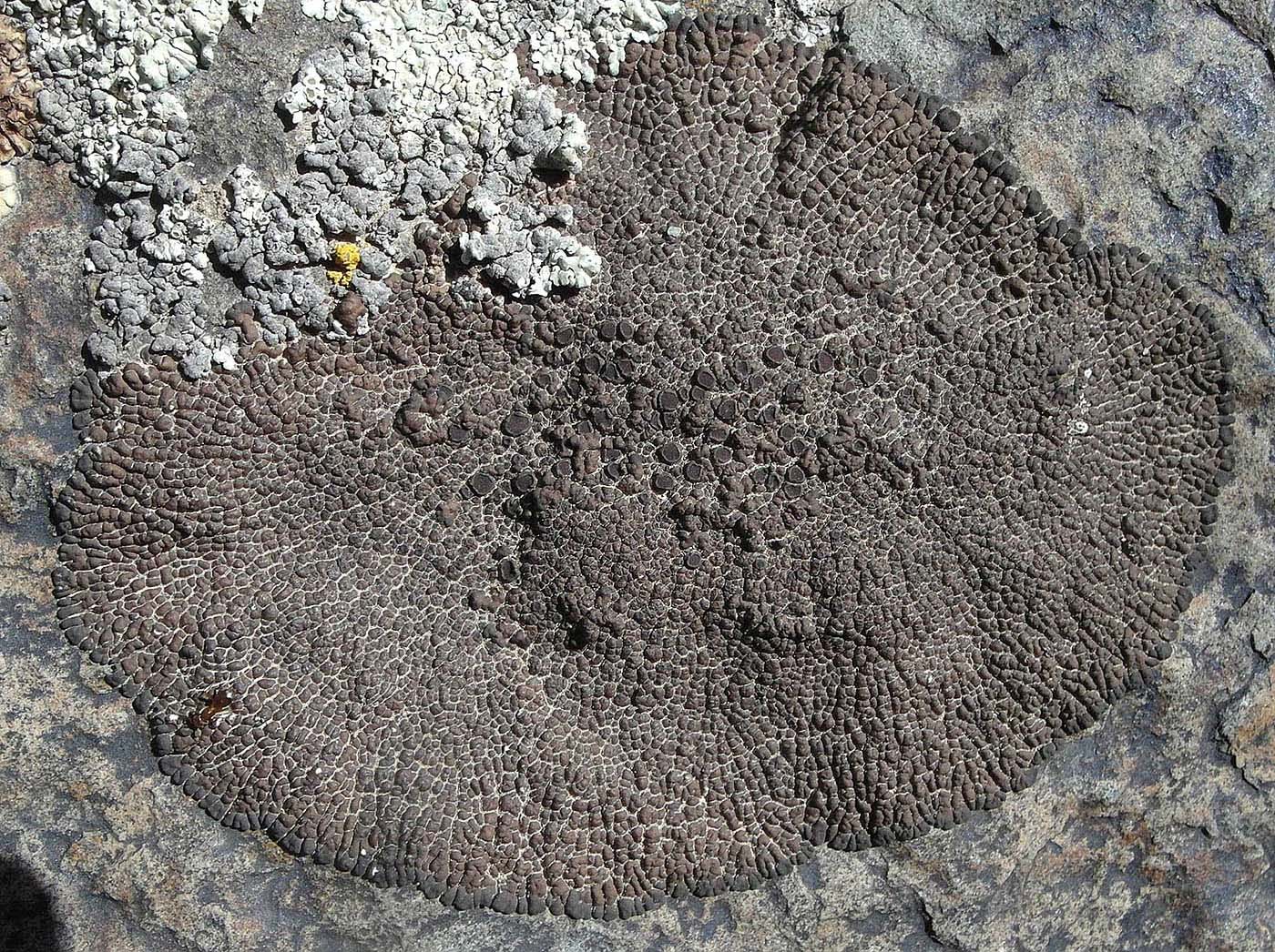 Изображение особи Acarospora bohlinii.