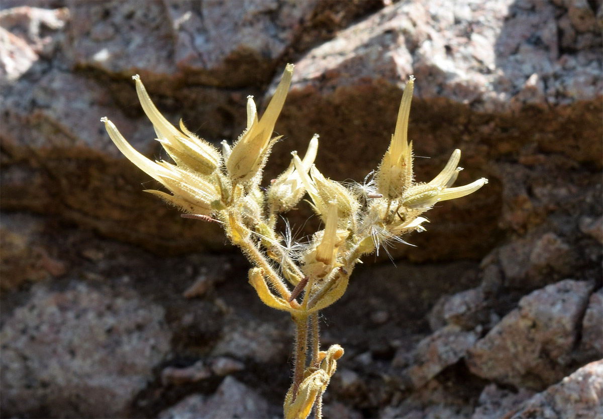 Image of Cerastium dichotomum specimen.
