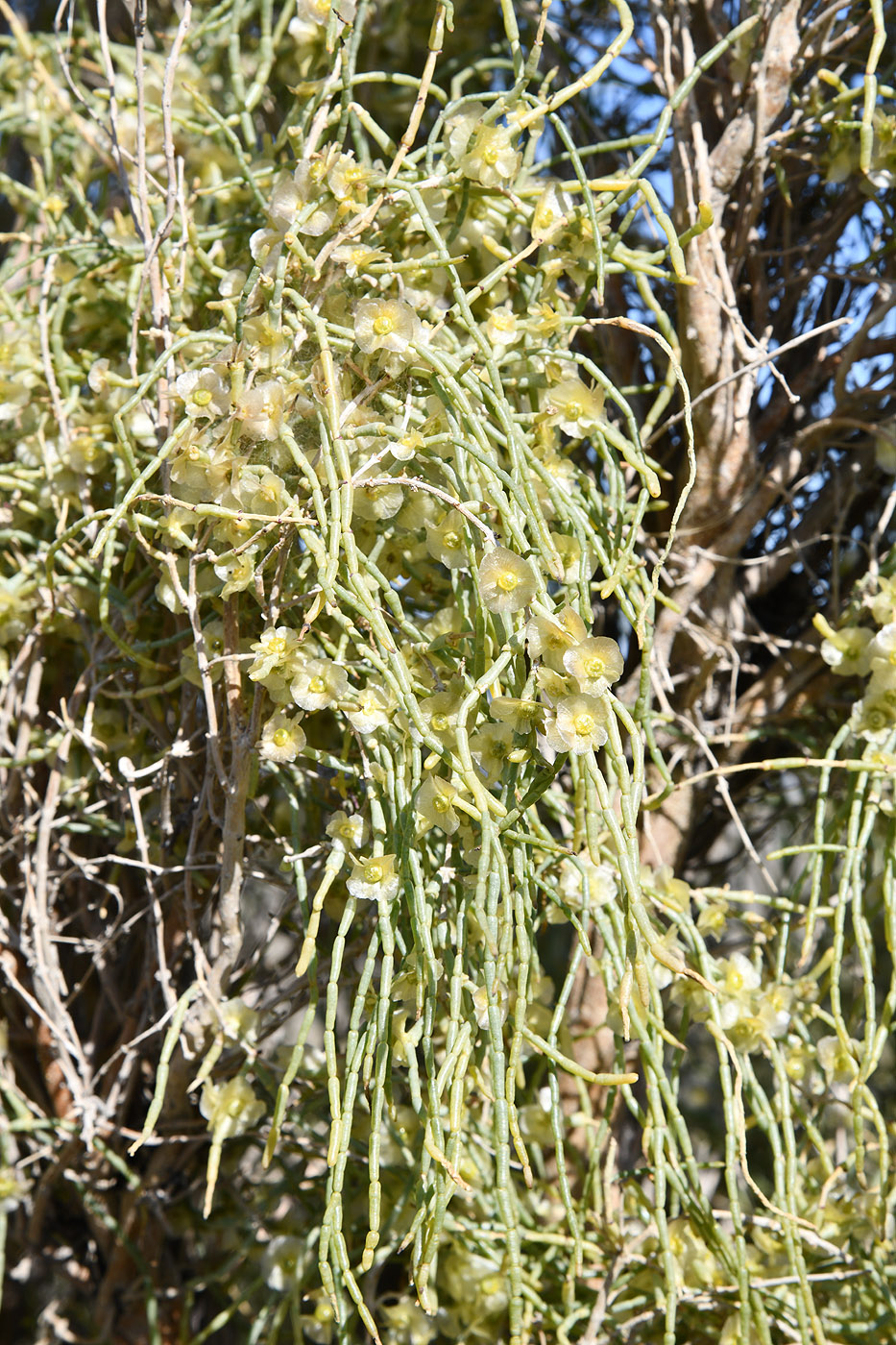 Изображение особи Haloxylon aphyllum.