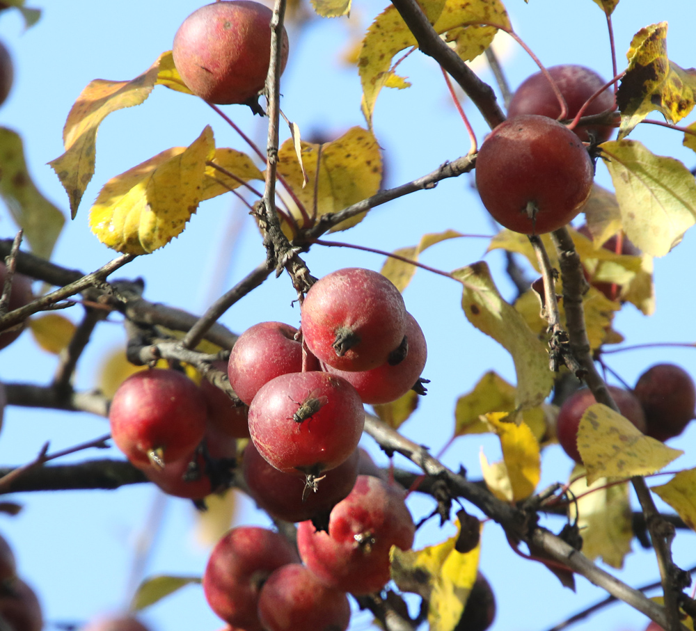 Изображение особи Malus × robusta.