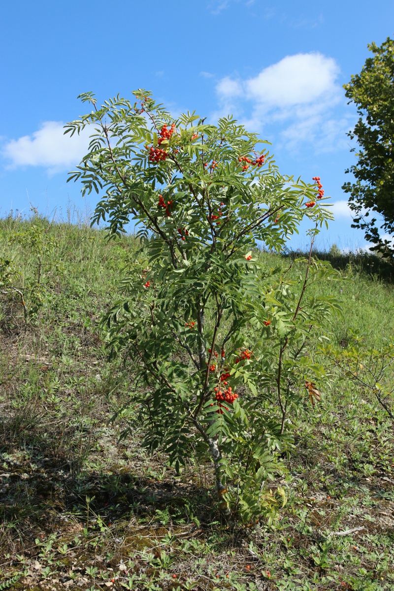 Изображение особи Sorbus aucuparia.