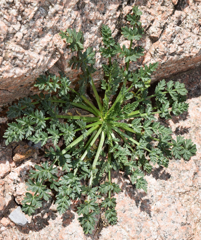 Image of Seseli calycinum specimen.