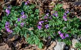 Cardamine quinquefolia