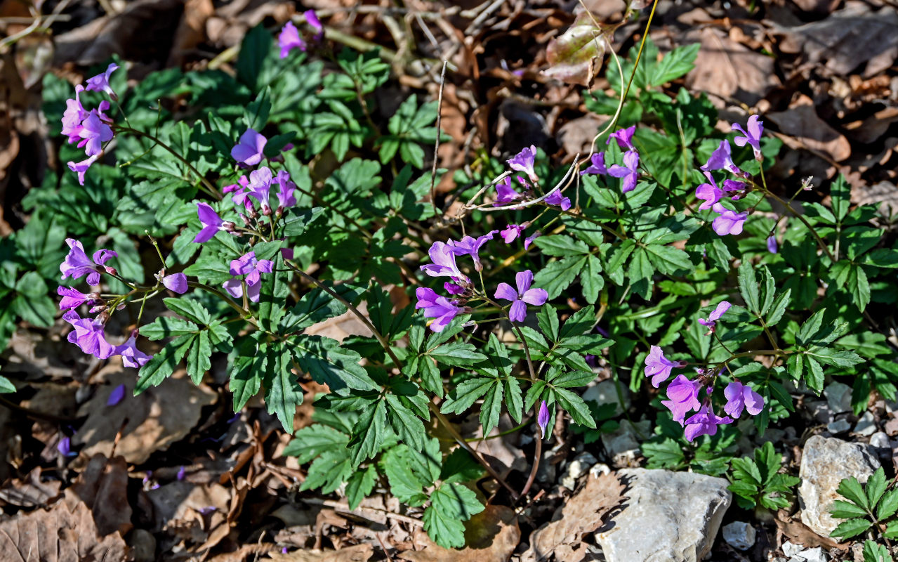 Изображение особи Cardamine quinquefolia.