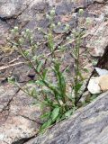 Erigeron khorassanicus