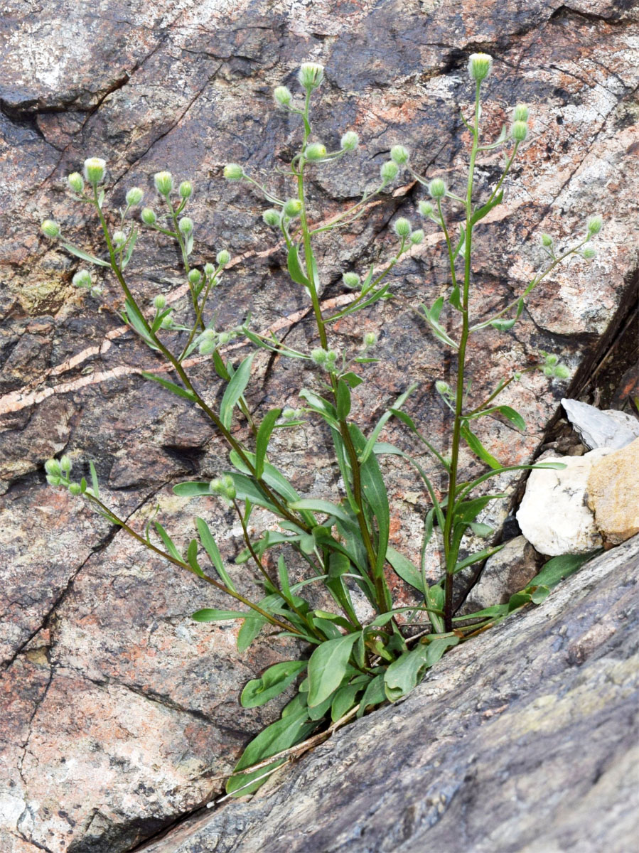 Image of Erigeron khorassanicus specimen.