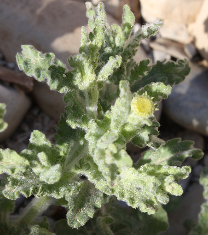 Image of Pulicaria incisa specimen.