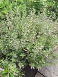 Teucrium botrys