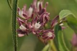 Cynanchum purpureum. Цветки и часть листа. Приморский край, Уссурийский ГО, окр. с. Монакино, разнотравный луг на вершине сопки. 31.05.2025.
