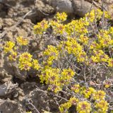 Odontarrhena tortuosa. Часть цветущего растения. Волгоград, Советский р-н, балка Западная 2,5 км С пос. Горный, в нижней части склона 10.04.2020.