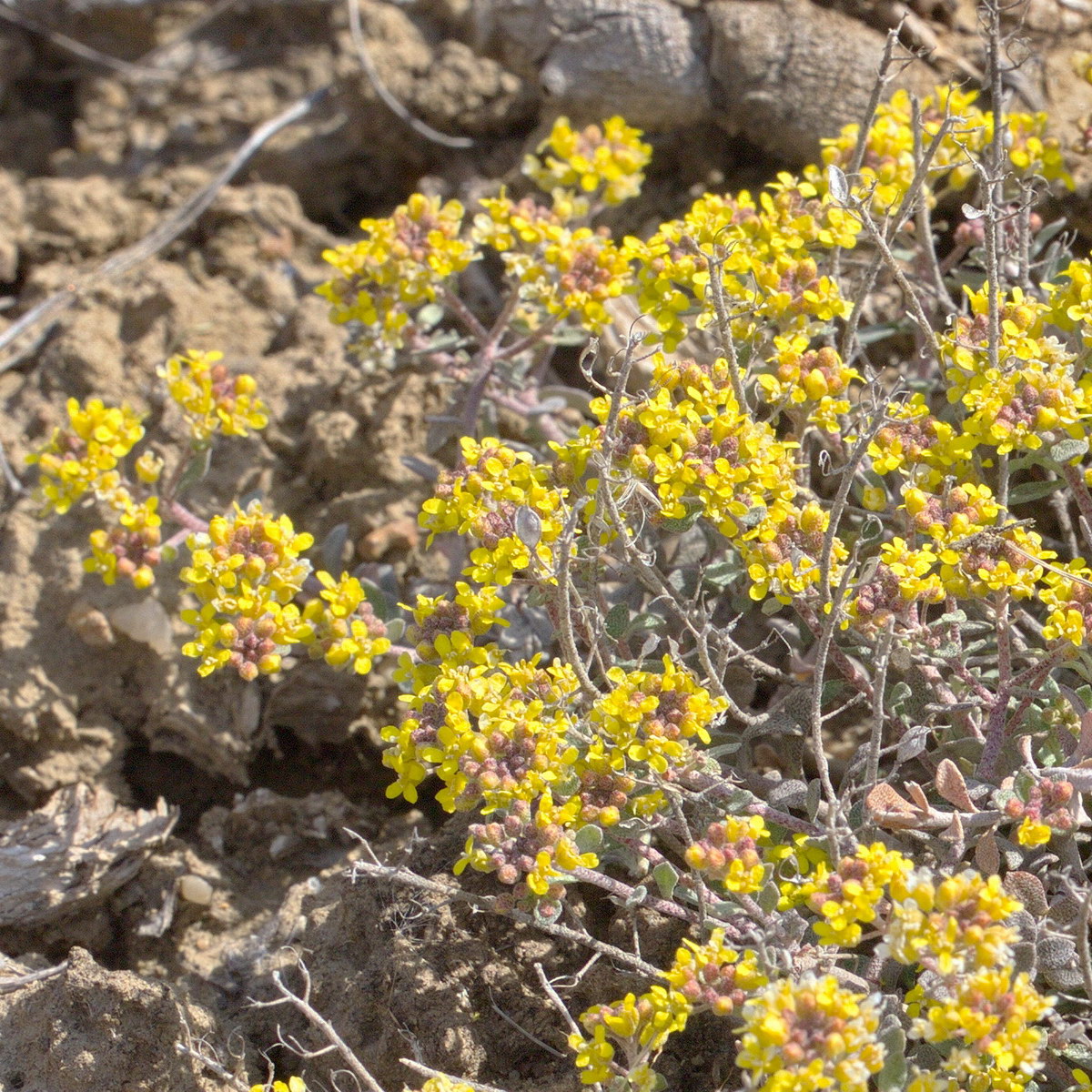 Image of Odontarrhena tortuosa specimen.