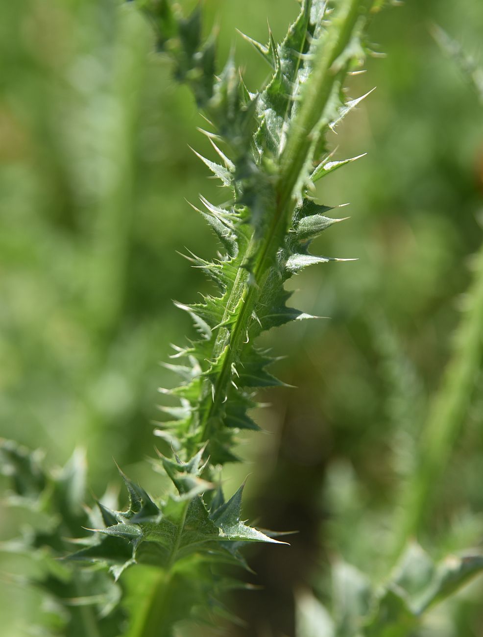 Image of genus Carduus specimen.