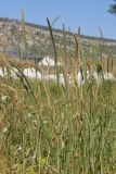 Phleum pratense