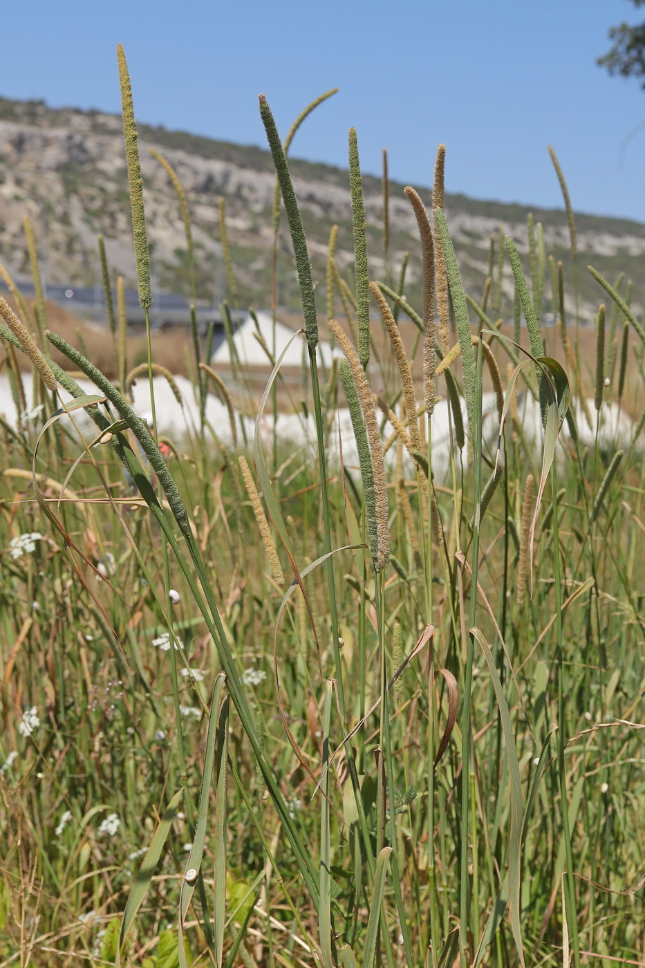 Изображение особи Phleum pratense.