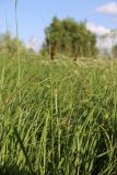 Carex vulpina