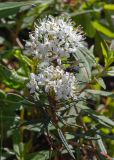 Ledum palustre