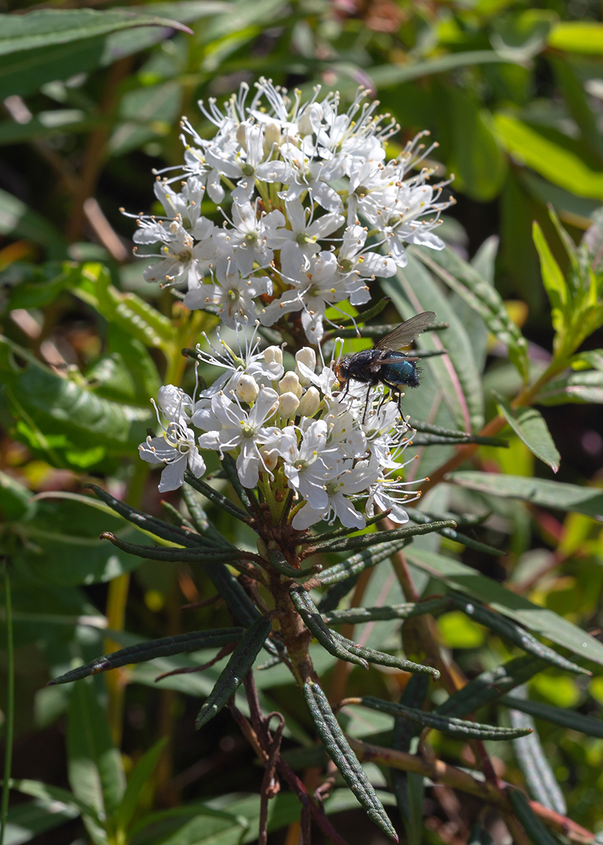 Image of Ledum palustre specimen.