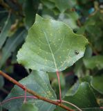 Image of taxon representative. Author is Игорь Павлов