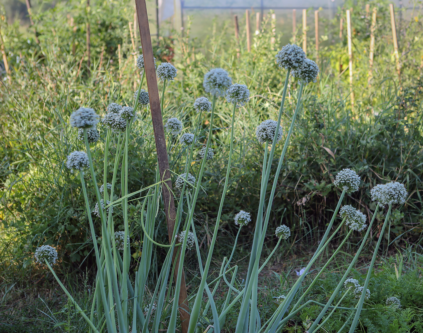 Изображение особи Allium fistulosum.