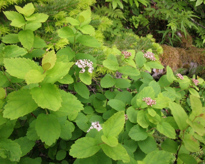 Изображение особи Spiraea beauverdiana.