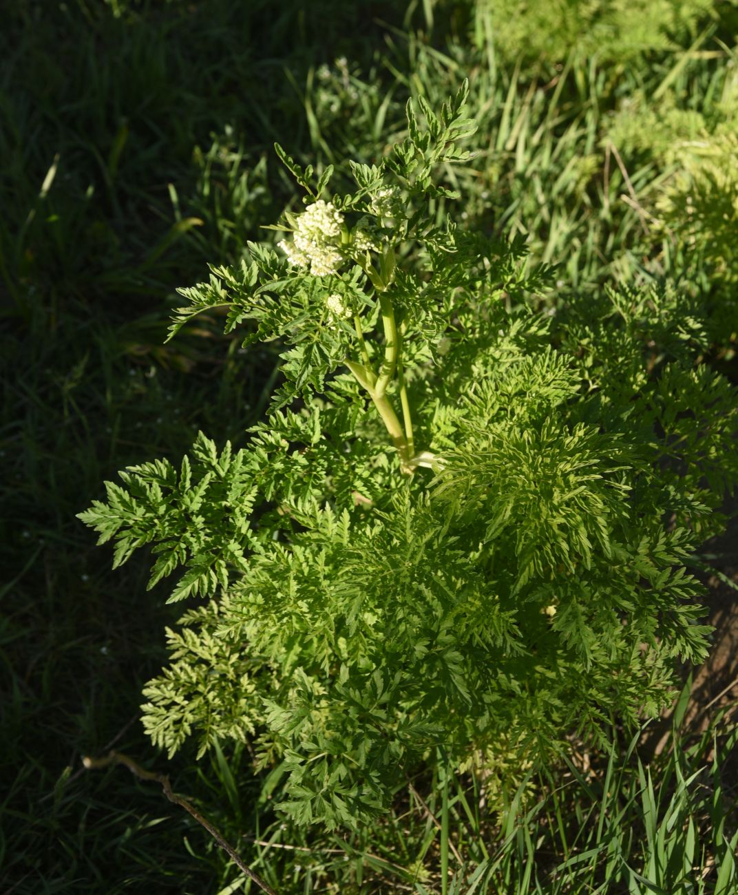 Image of familia Apiaceae specimen.