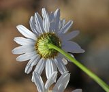 Tripleurospermum inodorum. Соцветие (вид на обёртку). Приморский край, Уссурийский ГО, окр. ж.-д. пл. 9194 км, дол. р. Раздольная на левом берегу, пойма, галечниковые отложения. 22.09.2025.