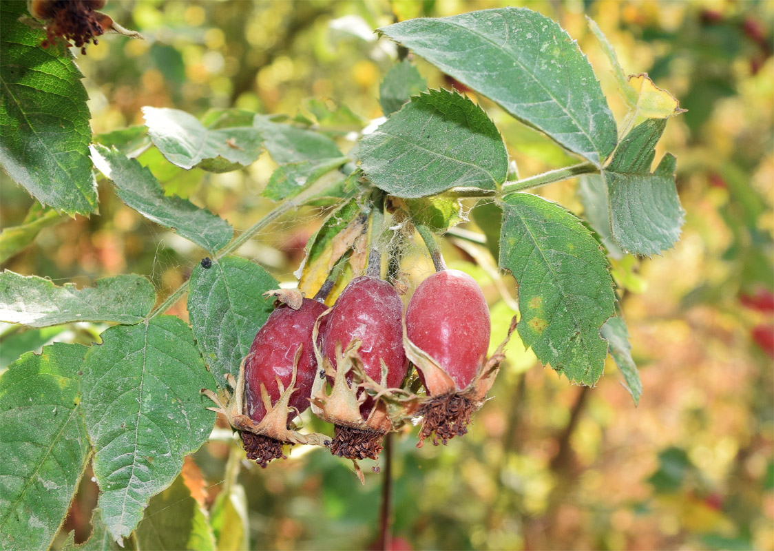 Изображение особи Rosa canina.