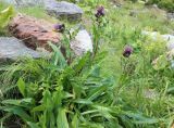 Cirsium simplex