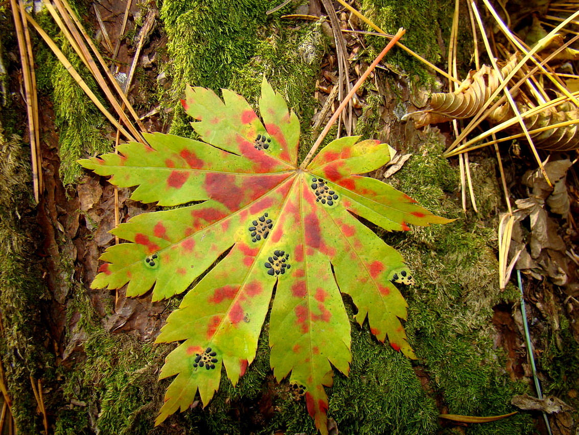 Image of Acer pseudosieboldianum specimen.