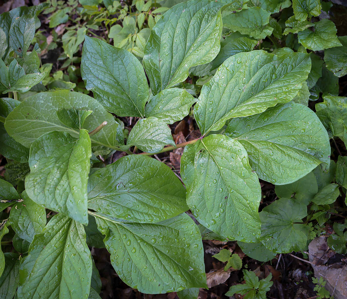 Изображение особи род Paeonia.