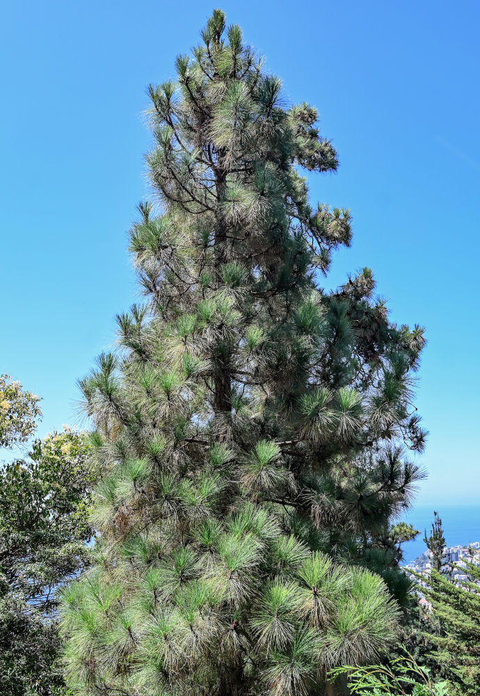 Изображение особи Pinus palustris.