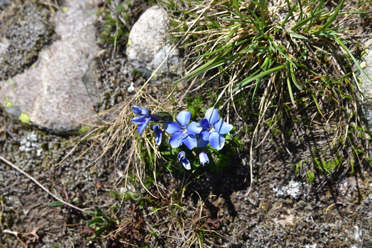 Image of genus Gentiana specimen.