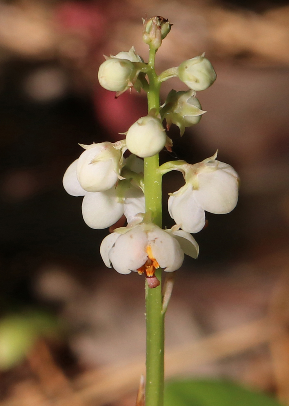 Image of Pyrola rotundifolia specimen.