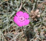 Dianthus acantholimonoides