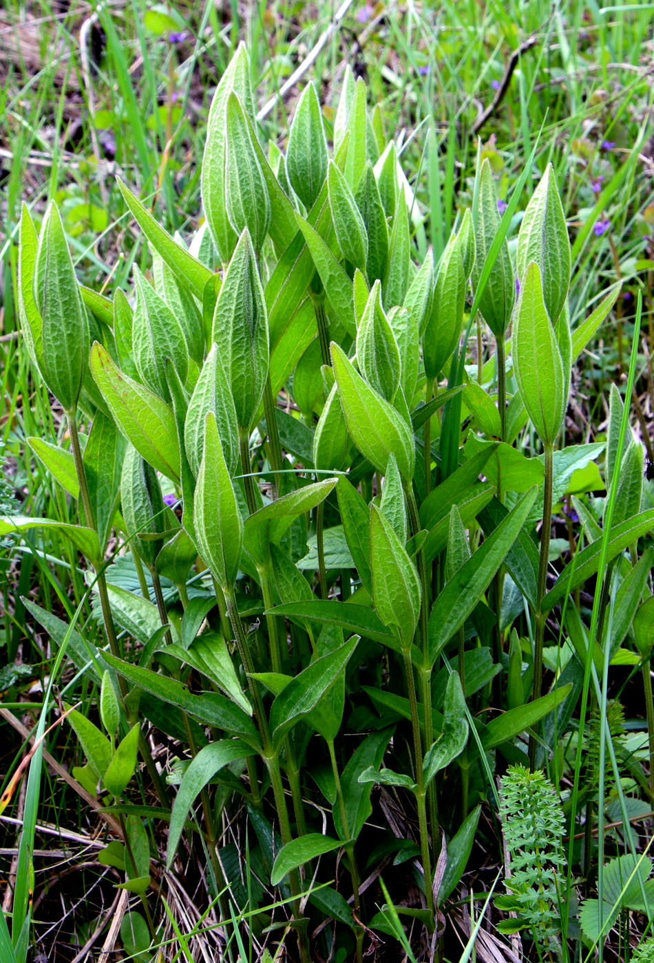 Изображение особи Clematis integrifolia.