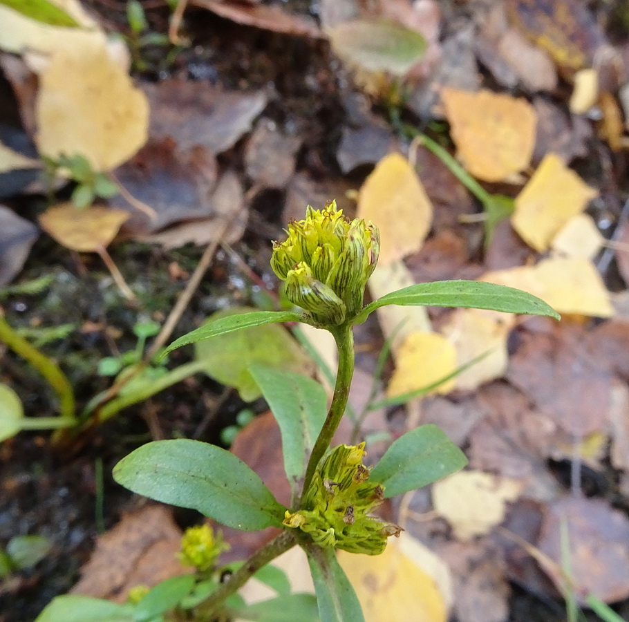 Image of genus Bidens specimen.