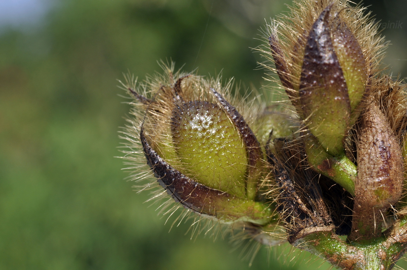 Изображение особи Bixa orellana.