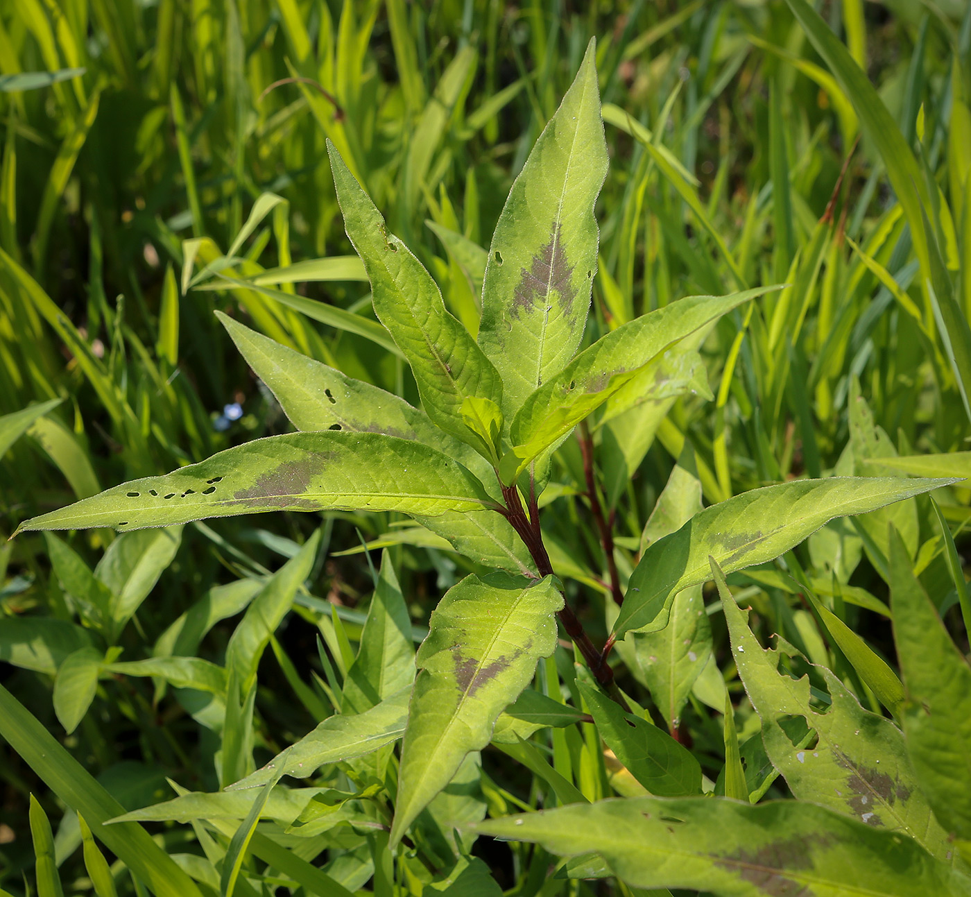 Image of Persicaria maculosa specimen.