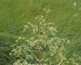 Trinia multicaulis. Верхушка цветущего растения с тычиночными цветками. Ульяновская обл., Мелекесский р-н, окр пос. Вишенка, Медвежий овраг, ковыльно-разнотравная степь на склоне. 06.06.2024.