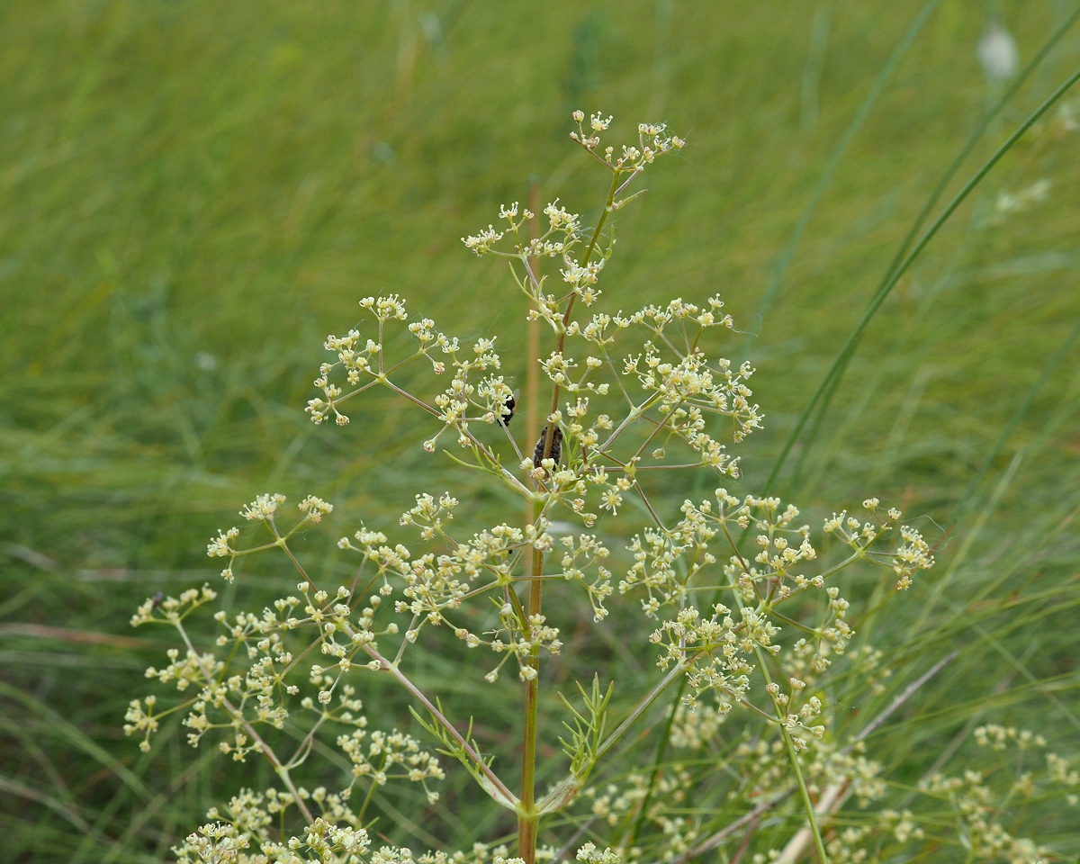 Image of Trinia multicaulis specimen.