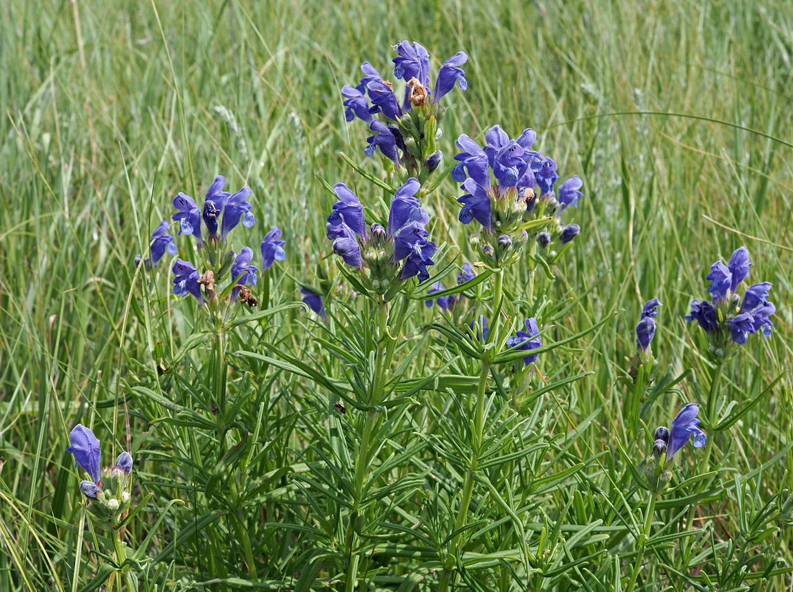 Image of Dracocephalum ruyschiana specimen.