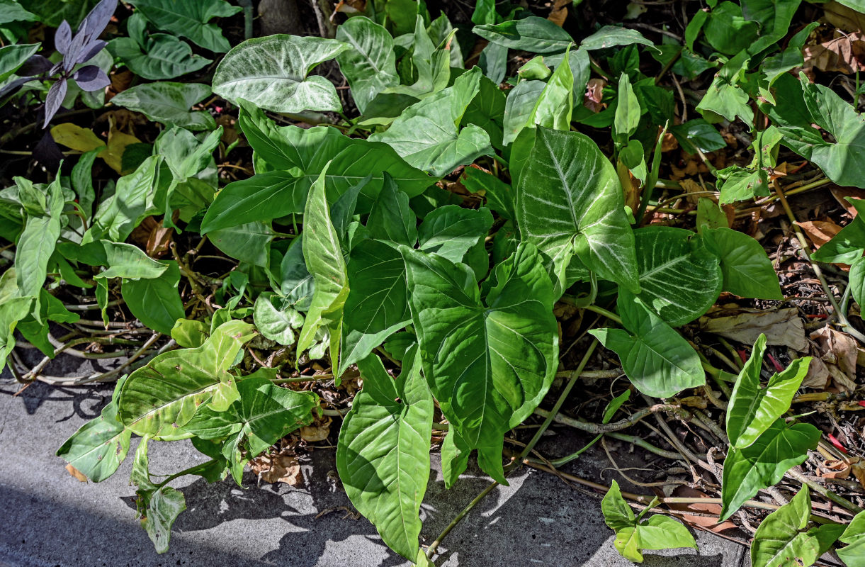 Изображение особи Syngonium podophyllum.