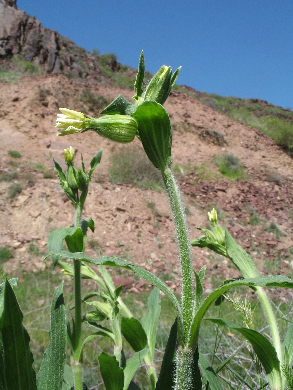 Image of Silene quadriloba specimen.