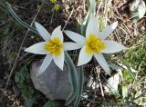 Tulipa turkestanica. Цветки и листья. Казахстан. Туркестанская обл., Толебийский р-н, Зап. Тянь-Шань, выс. ок. 1760 м н.у.м., дол. р. Каскасу, правый борт, верхняя часть, склон водораздела с низкими скальными выступами. 06.04.2026.