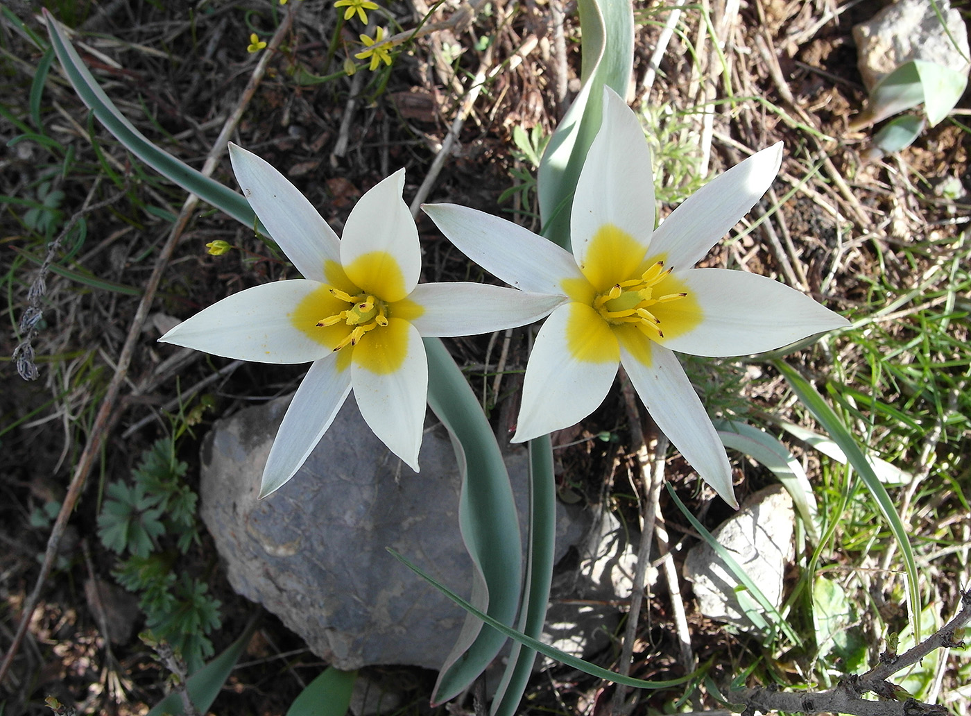 Изображение особи Tulipa turkestanica.