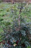 Ilex colchica. Вегетирующее растение. Москва, филиал Ботсада МГУ \"Аптекарский огород\", теневой сад, в культуре. 30.04.2026.