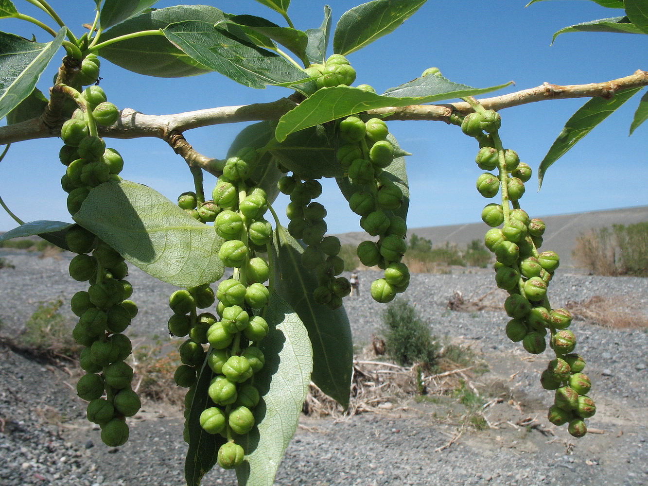 Изображение особи Populus talassica.