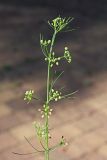 Cyclospermum leptophyllum. Верхняя часть цветущего и плодоносящего растения. Краснодарский край, г. Адлер, ул. Просвещения, городской парк, неухоженная клумба. 03.07.2024.